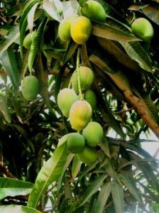 Natural African Mango